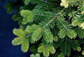 ABIES NORDMANNIANA ABIES NORDMANNIANA