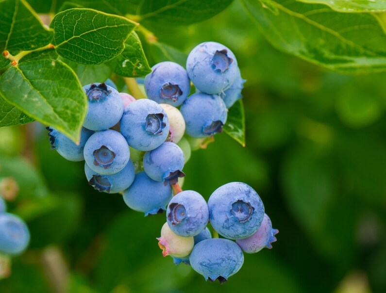 VACCINIUM - BLUEBERRY -  VACCINIUM - BLUEBERRY -