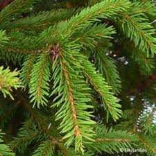 PICEA ABIES EXCELSA PICEA ABIES EXCELSA