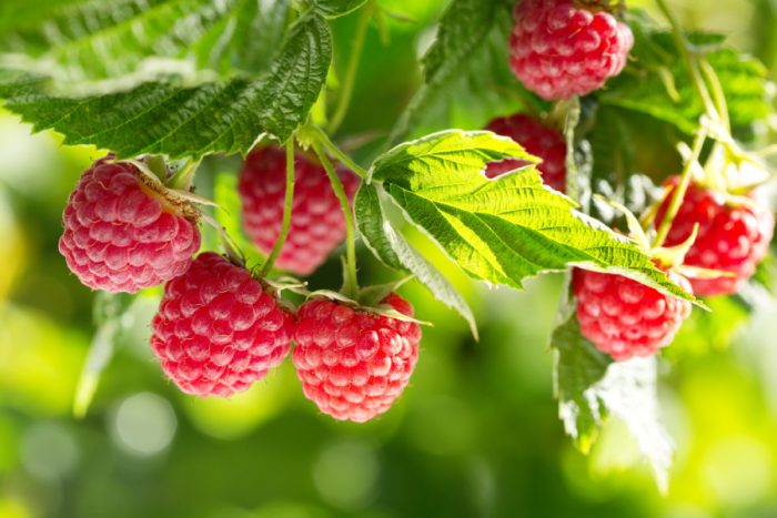 RUBUS IDAEUS - RASPBERRY - RUBUS IDAEUS - RASPBERRY -